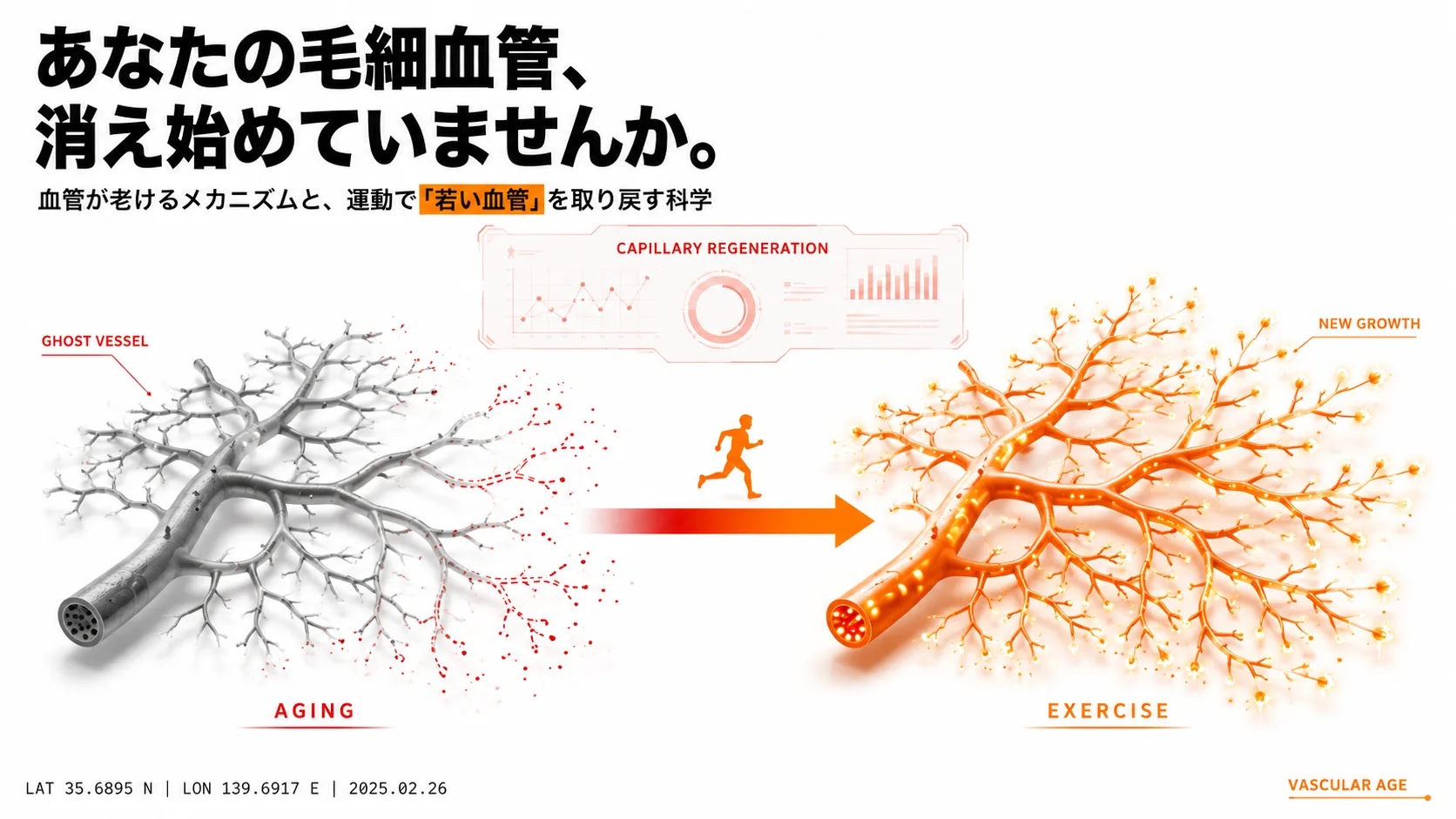 血管が老けるってどういうこと？毛細血管が消えるメカニズムと、運動で「血管が若い」を取り戻す方法！
