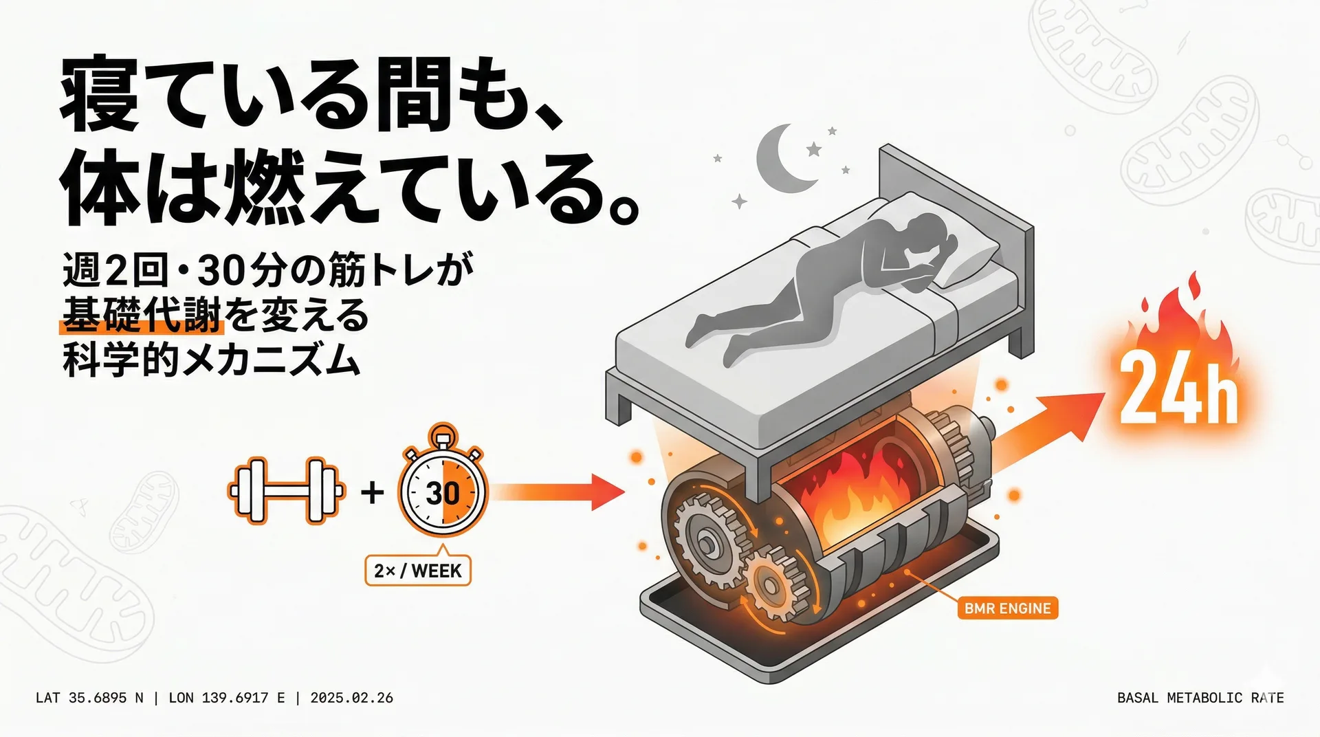 「寝ている間も働く体」の作り方｜週2回・30分の筋トレが人生を変える科学的理由