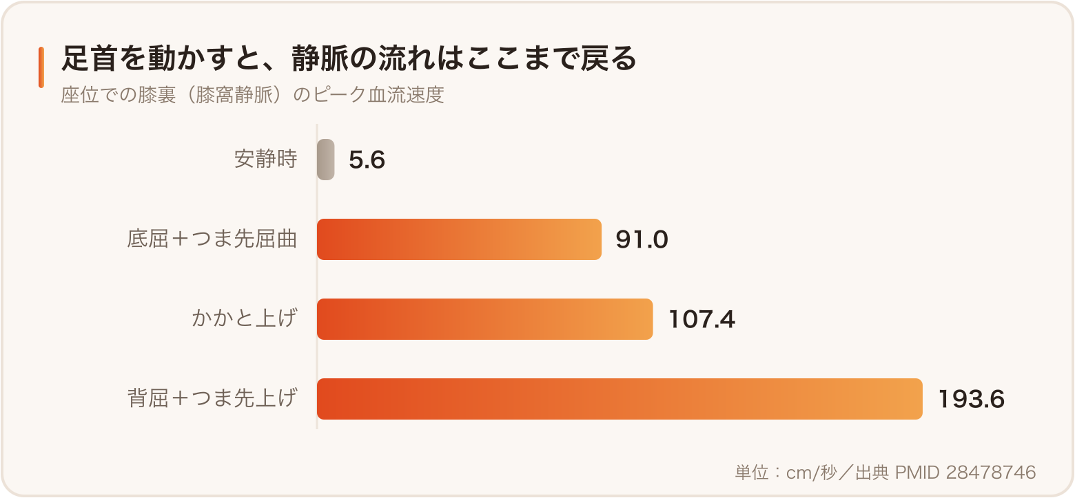 足首・つま先の運動で膝裏の静脈血流速度がどれだけ上がるか
