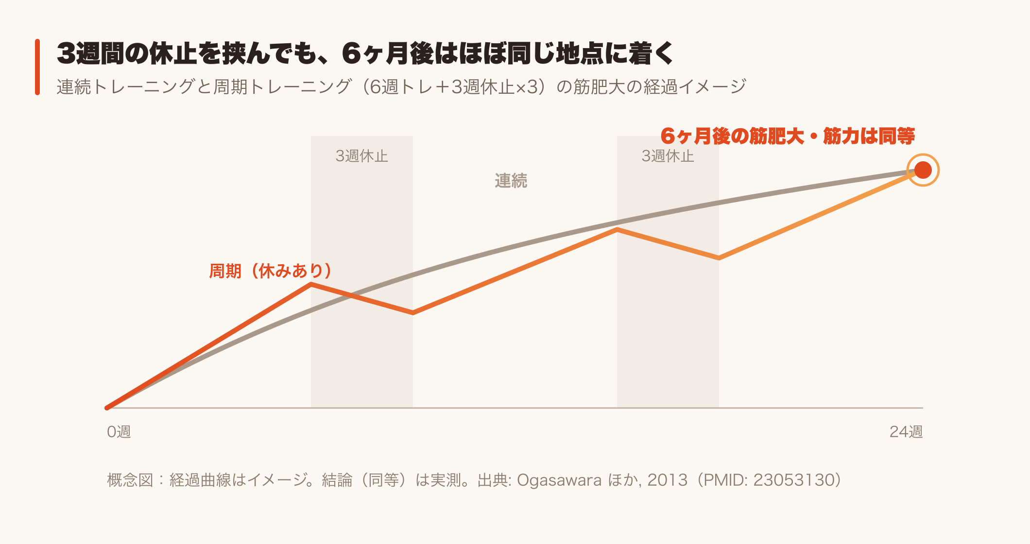 6ヶ月間の筋肥大:連続トレーニングと「3週間休みを挟む」周期トレーニングの概念図